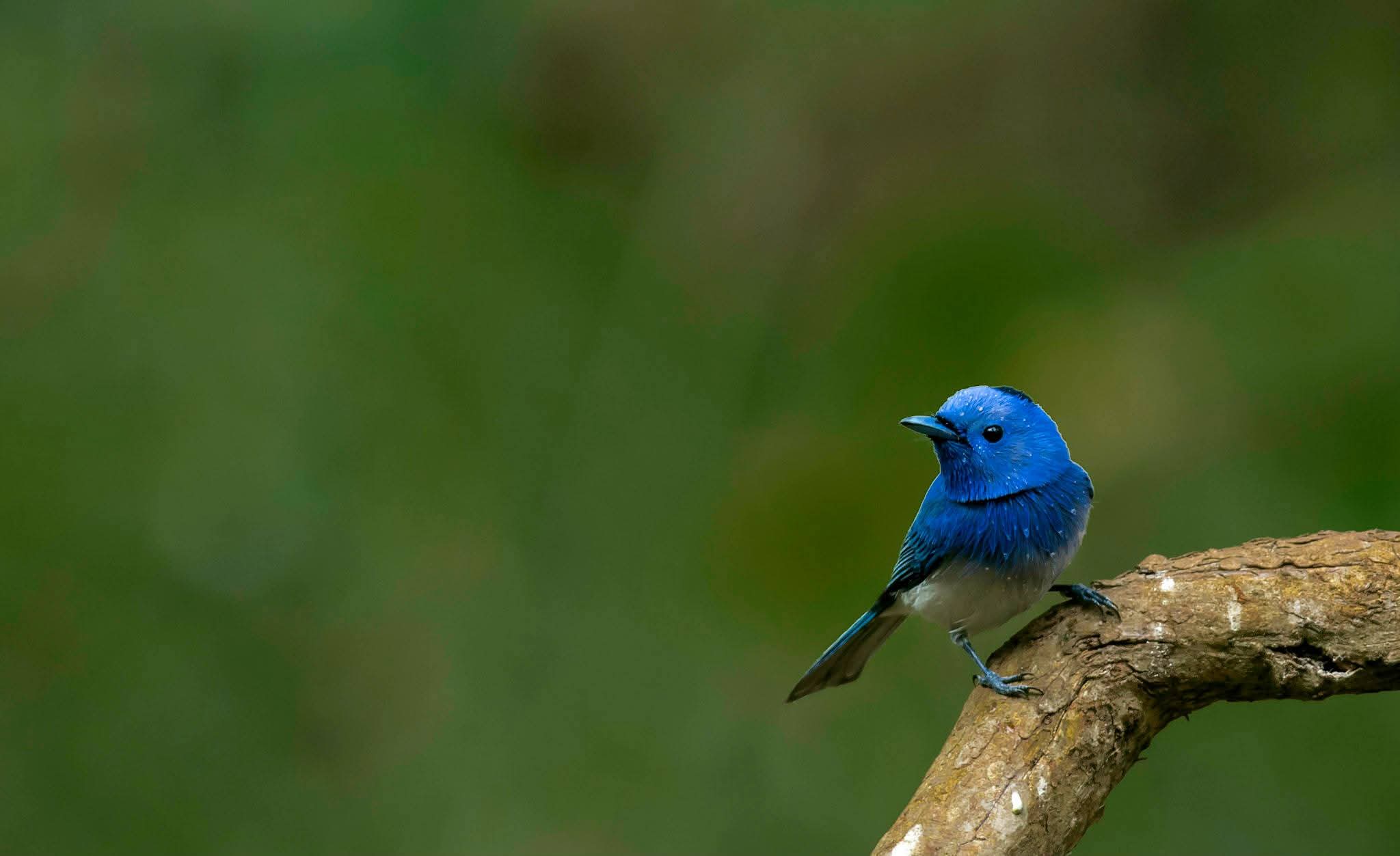 Black-naped monarch flycatcher perched on a branch with soft green bokeh background at Kabini
