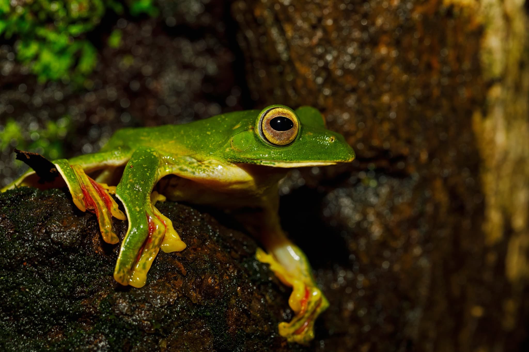 Malabar gliding frog perched on a leaf in Kerala's Western Ghats. © Nitin Vyas