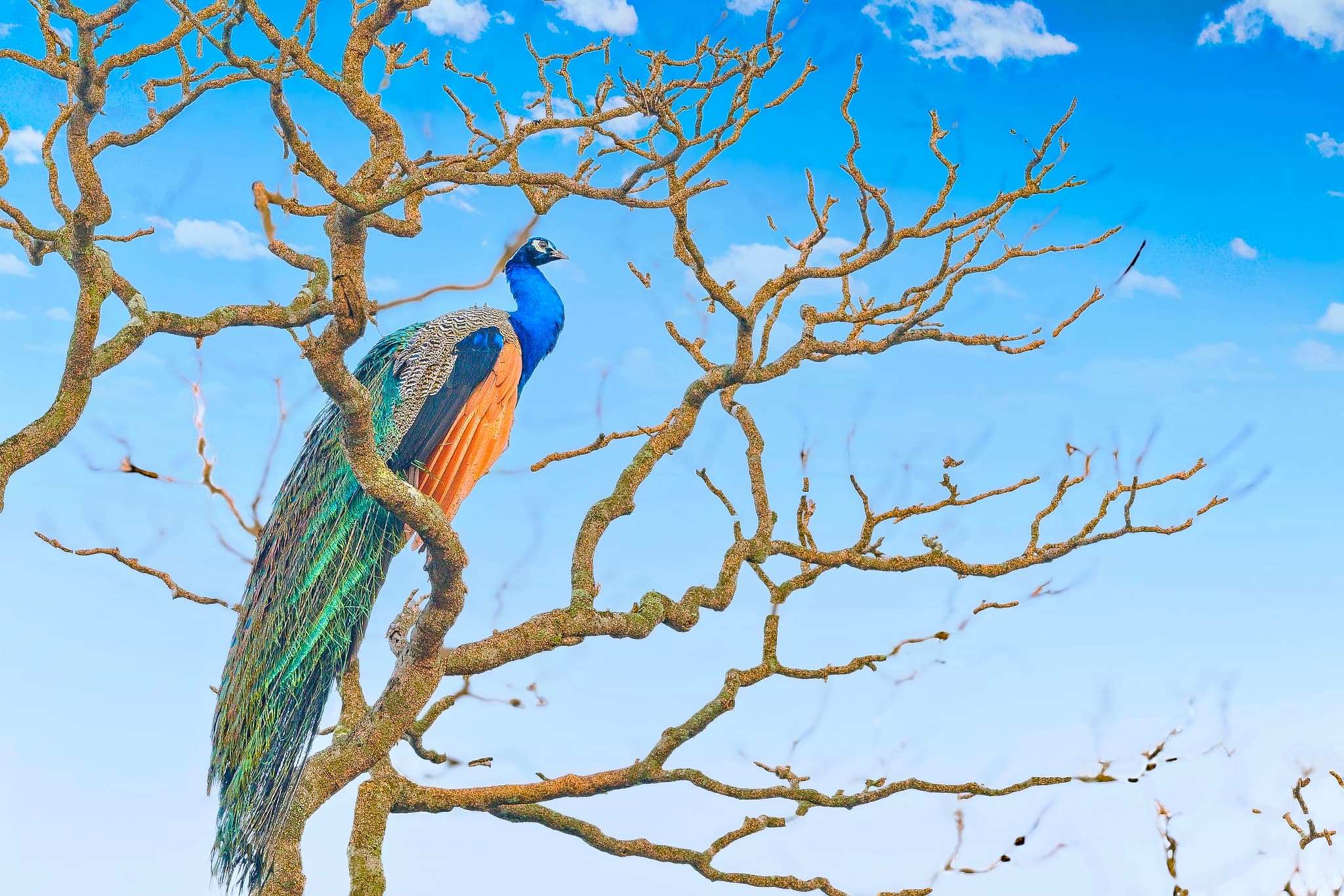 Indian peacock perched on a bare tree branch against a blue sky at Bandipur