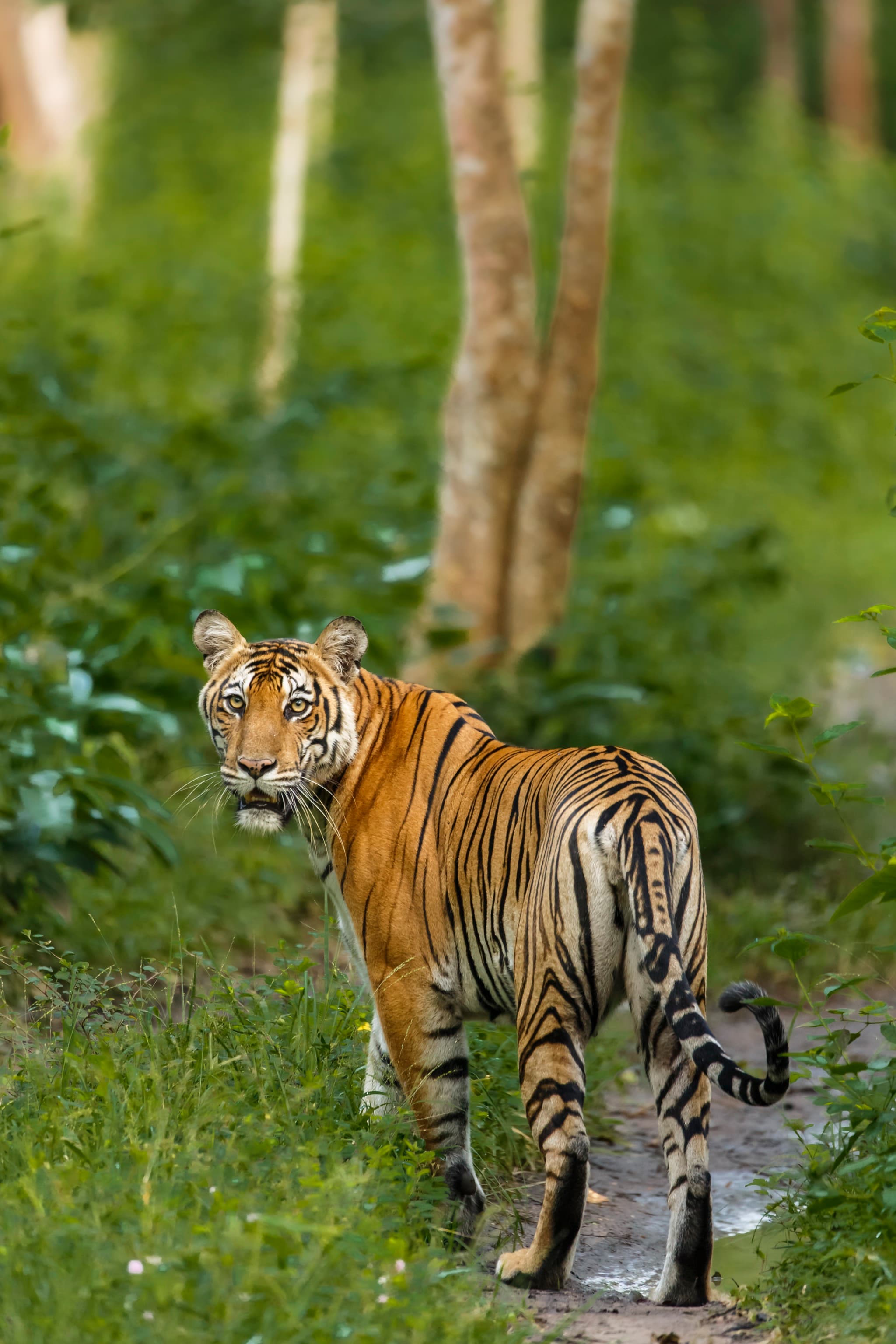 Bengal tiger standing alert in lush green monsoon forest at Kabini