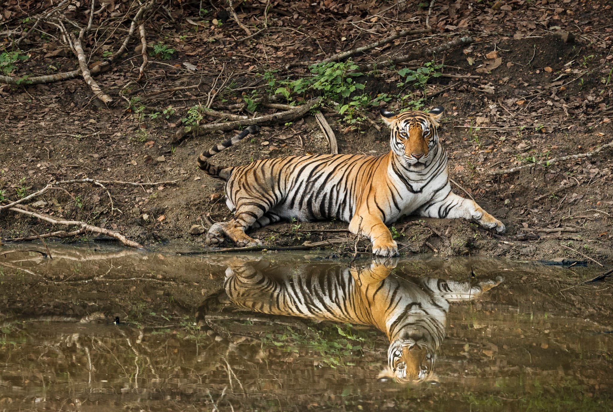 Bengal tiger reclining by a waterhole with a perfect reflection at Bandipur