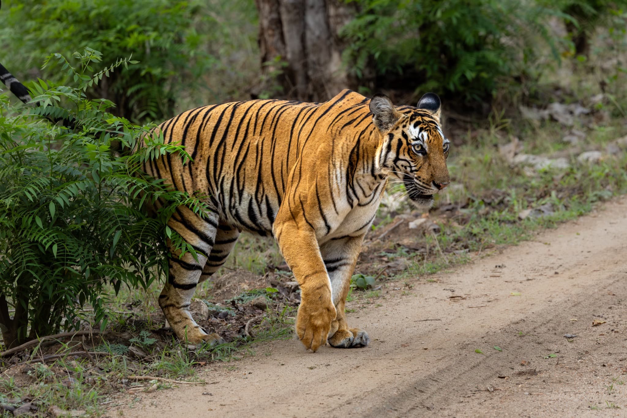 Bengal tiger walking a forest trail in Tadoba, India. © Nitin Vyas