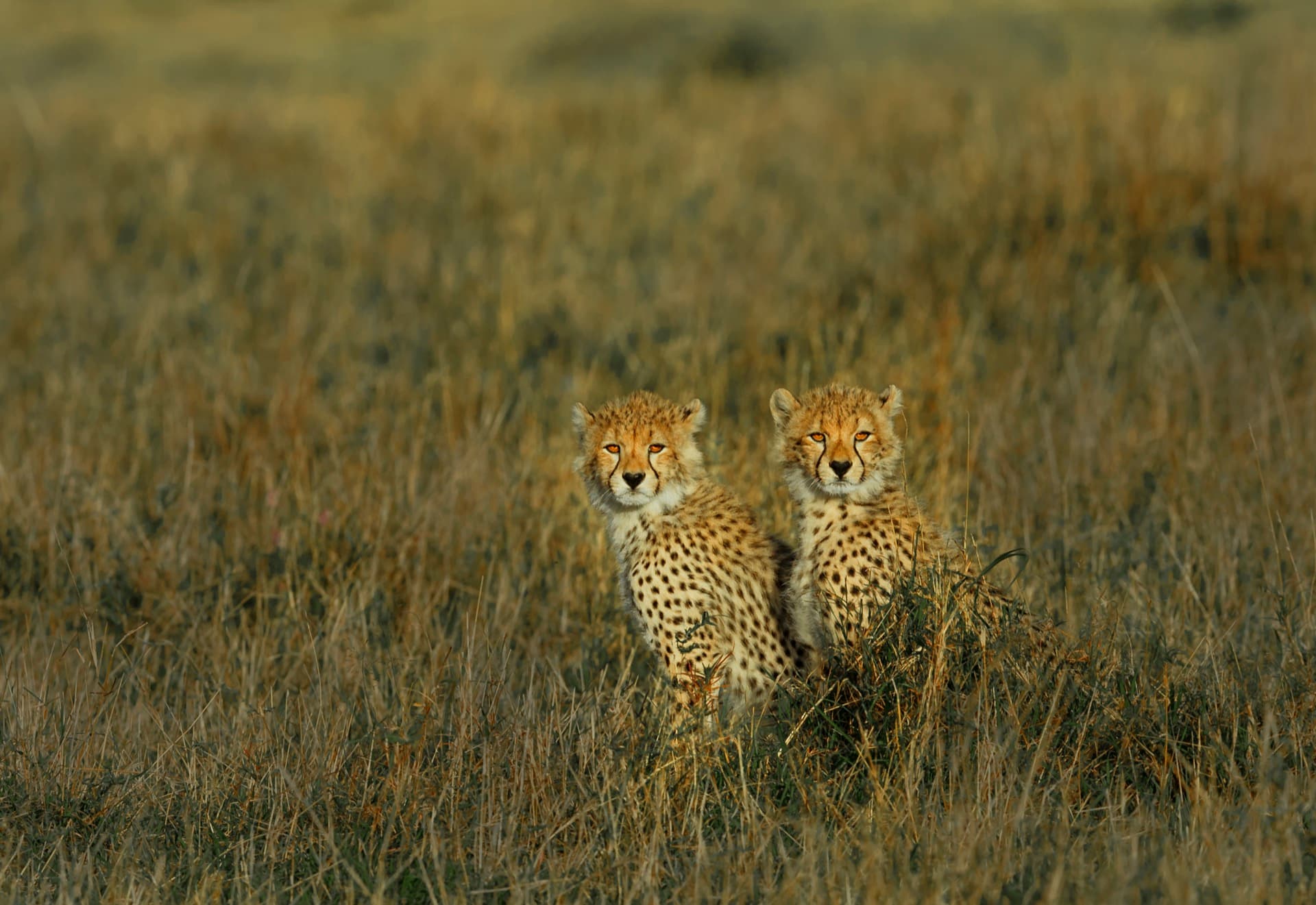 Cheetah cubs huddled together on the Masai Mara savanna