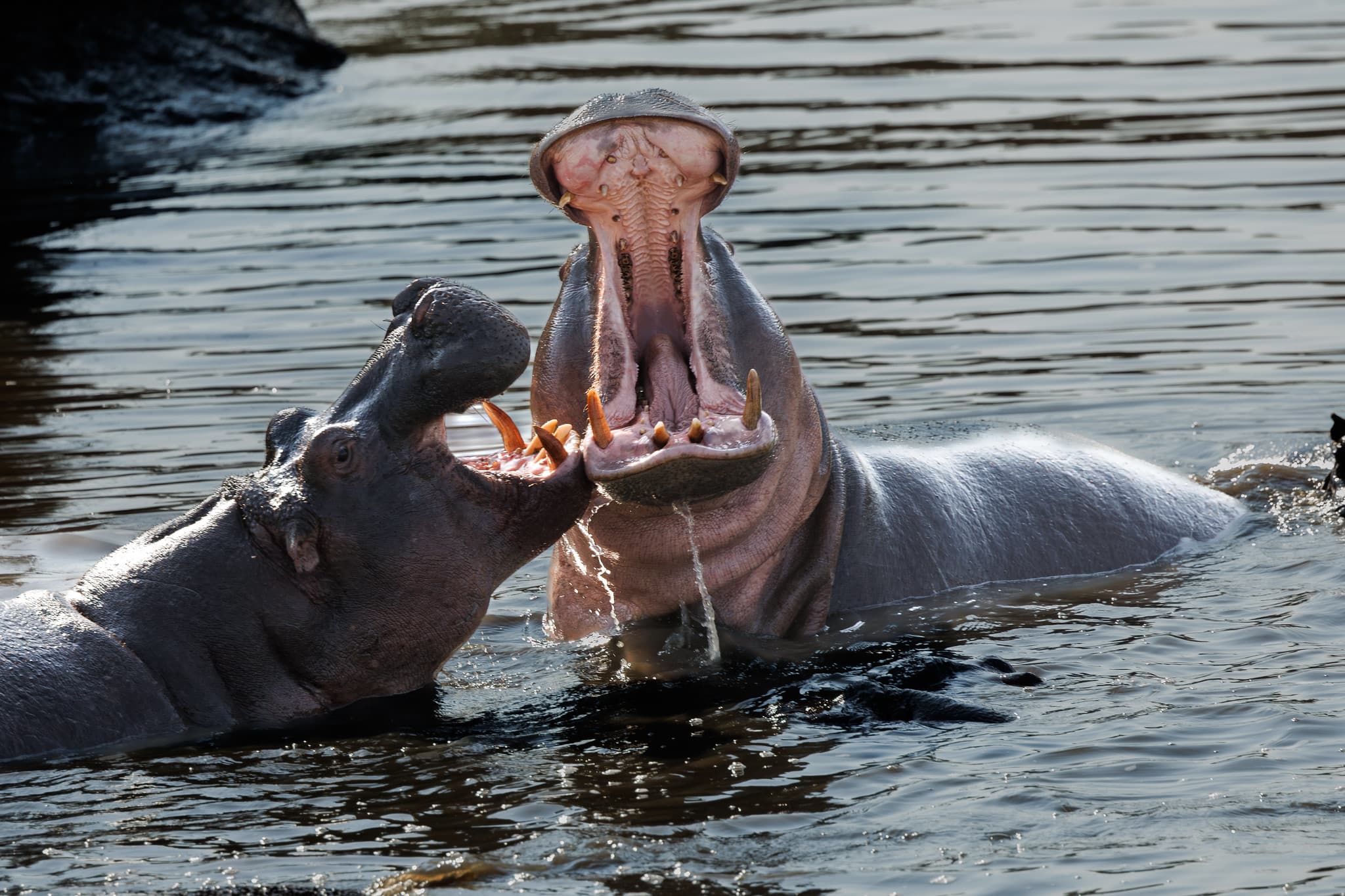 Hippo surfacing in a waterhole on the East African savanna
