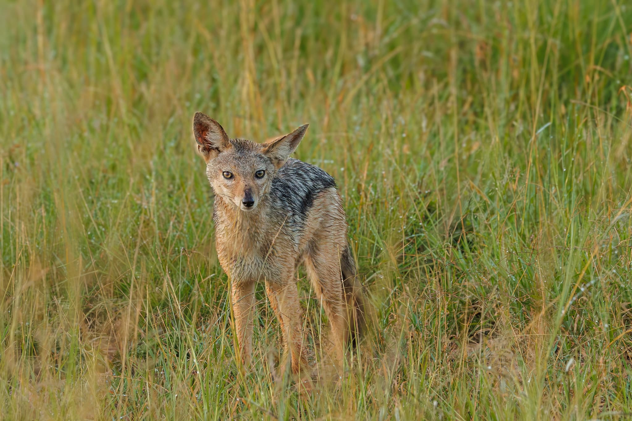Black-backed jackal trotting across the Masai Mara savanna