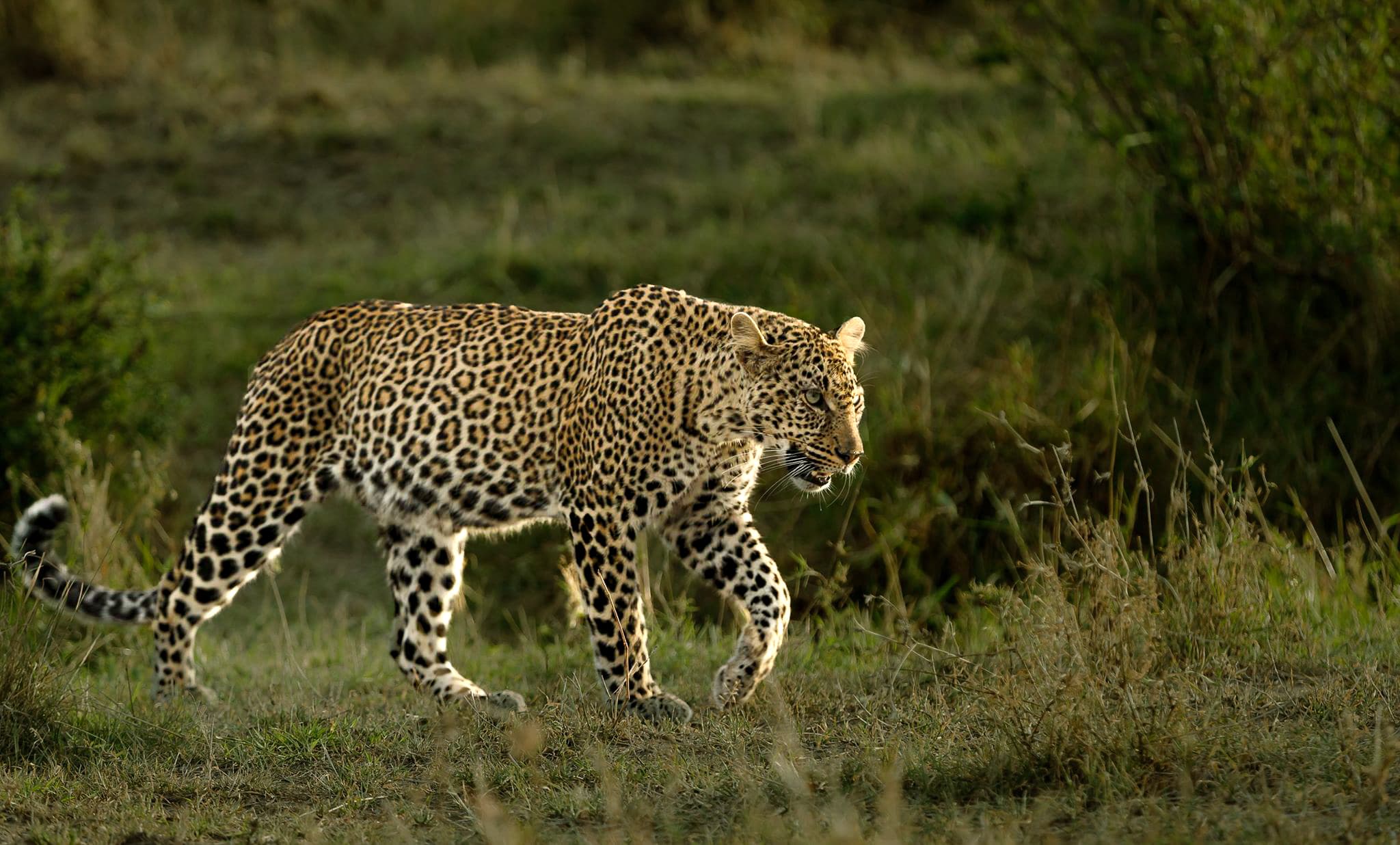 Leopard portrait in the Masai Mara, intense gaze from the undergrowth