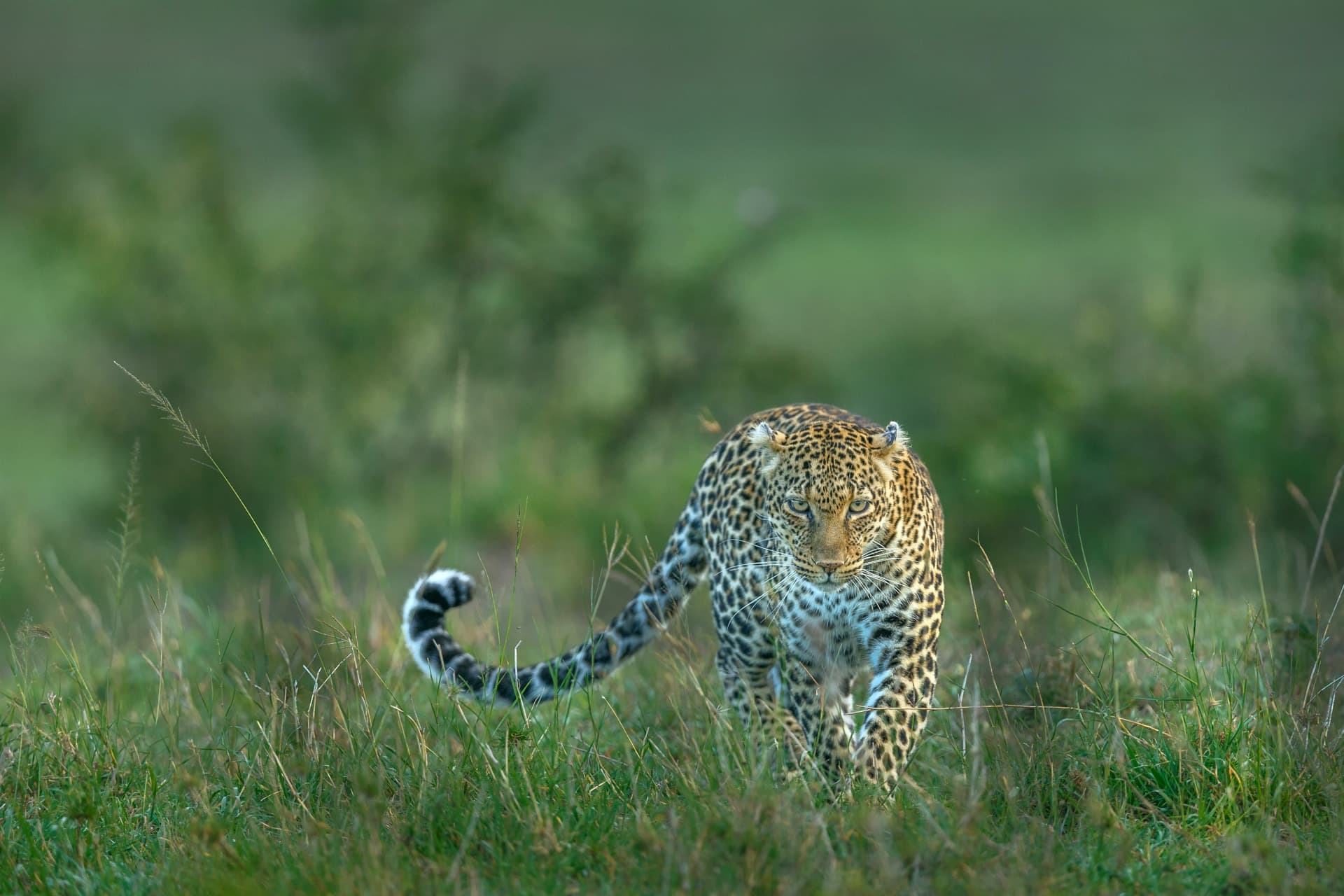 Leopard stalking through golden grass in the Masai Mara, Kenya. © Nitin Vyas