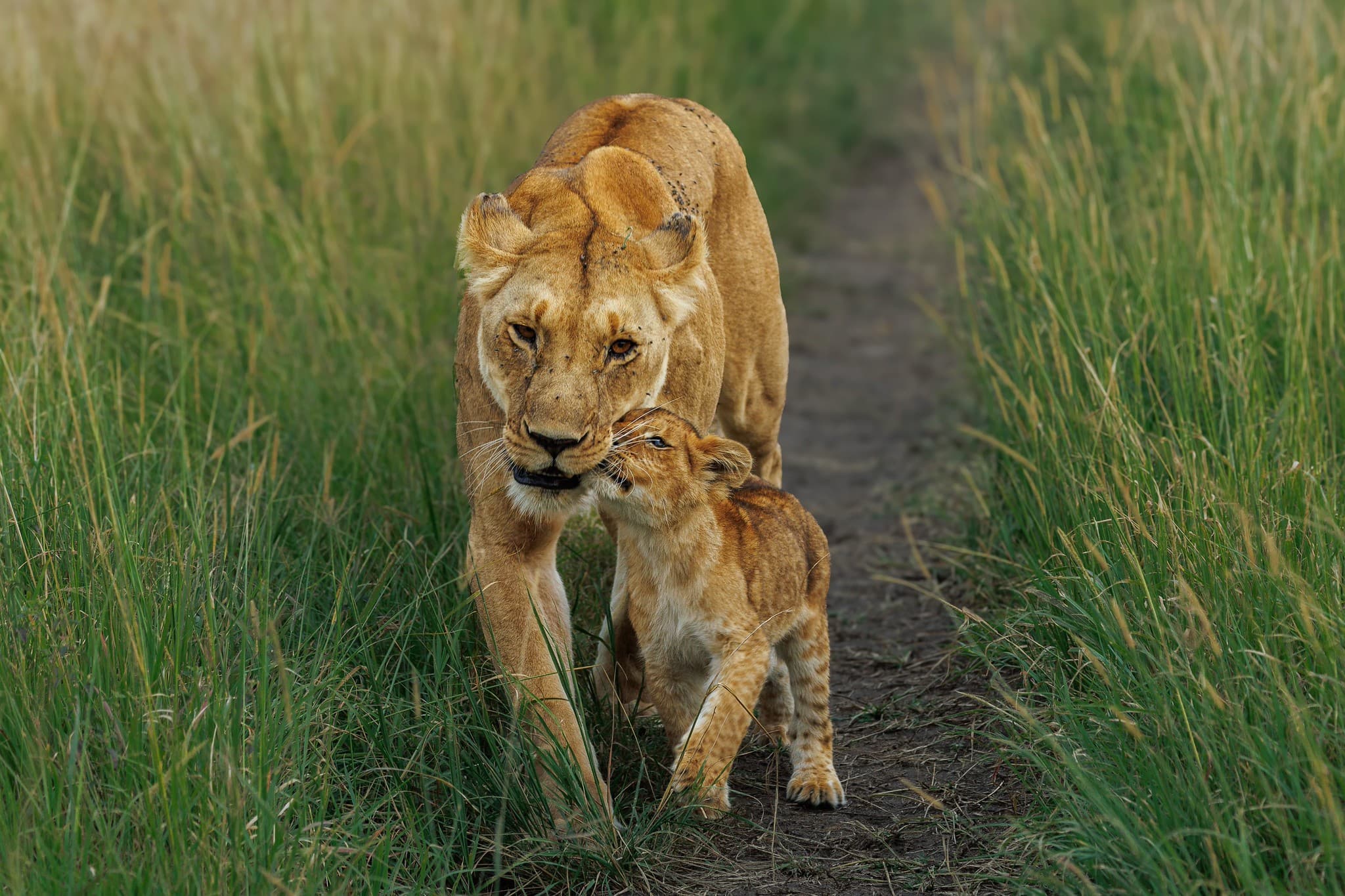 Lioness and cub sharing a tender moment on the Masai Mara plains