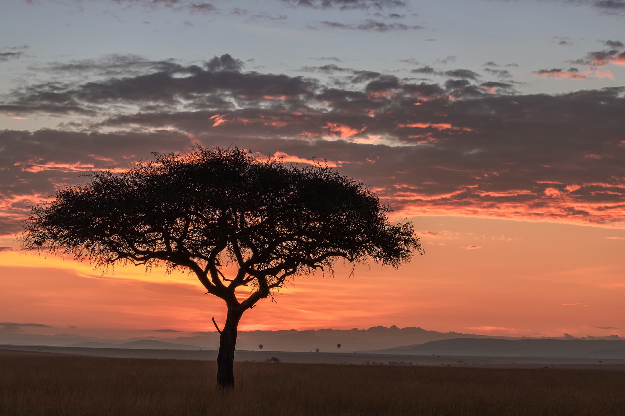 Flat-topped acacia tree silhouetted against a dramatic pink and coral sunrise sky over the Masai Mara with hot air balloons in the distance