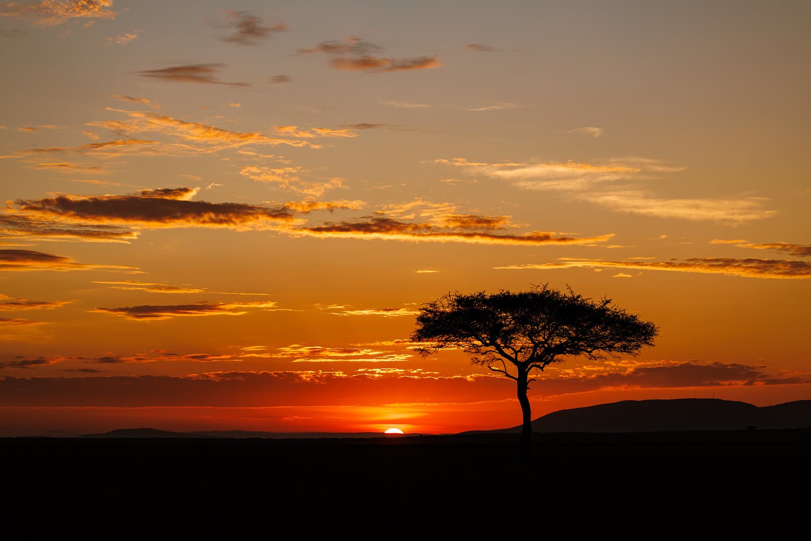 Lone acacia tree silhouetted against a blazing golden sunset on the Masai Mara savanna