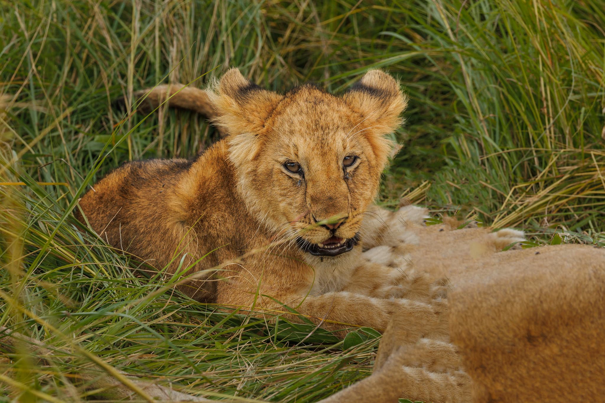 Young lion cub resting in tall green grass beside its mother on the Ndutu plains