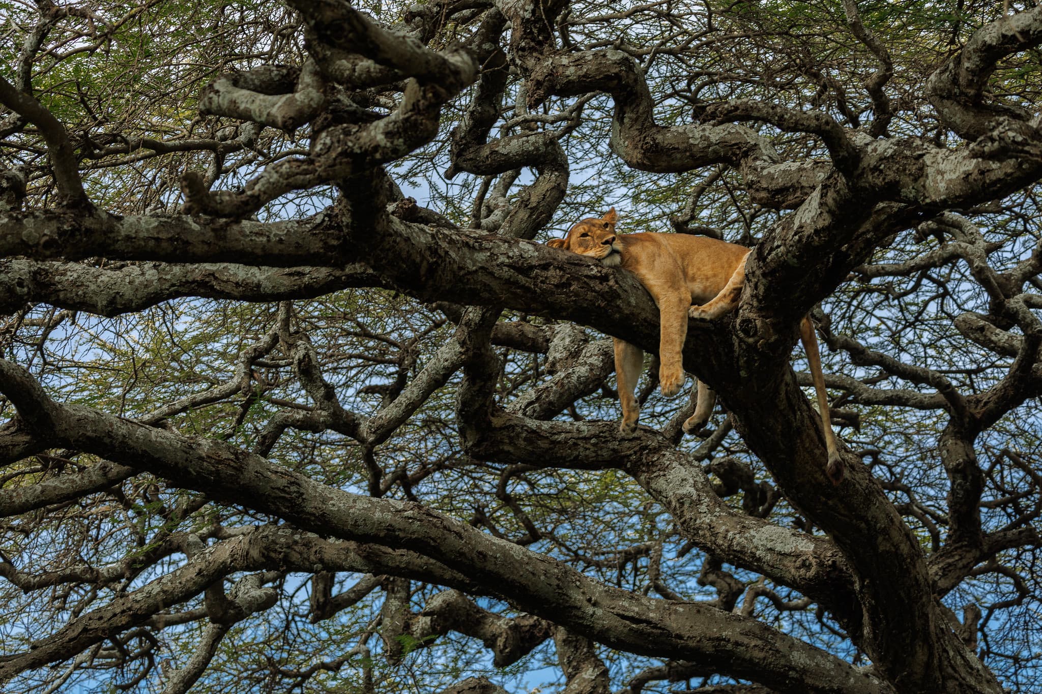 Lioness sleeping draped over a twisted acacia tree branch in the Ngorongoro Conservation Area