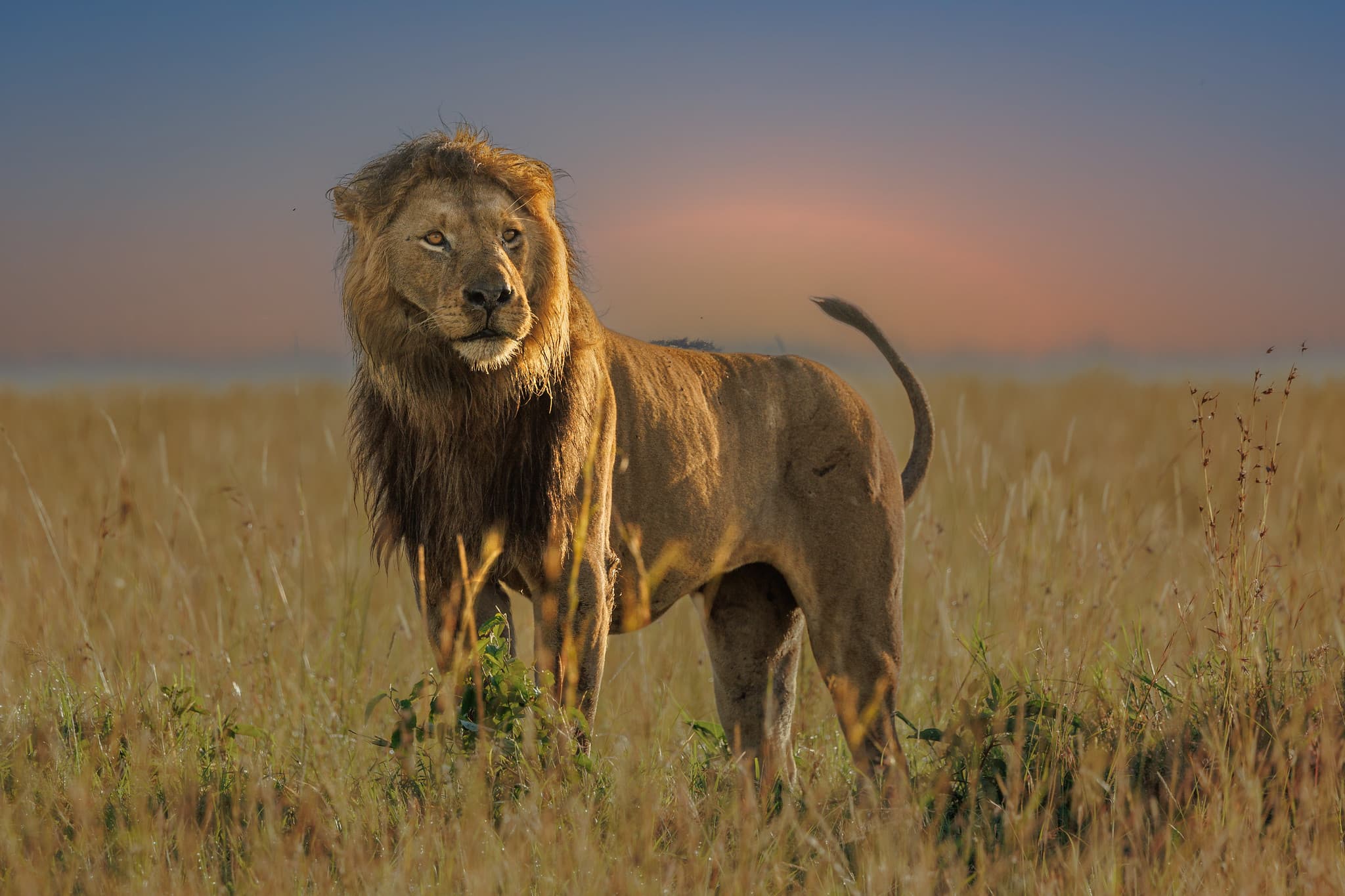 Magnificent male lion standing tall in golden savanna grass at sunset with a pink sky behind in the Ngorongoro Conservation Area