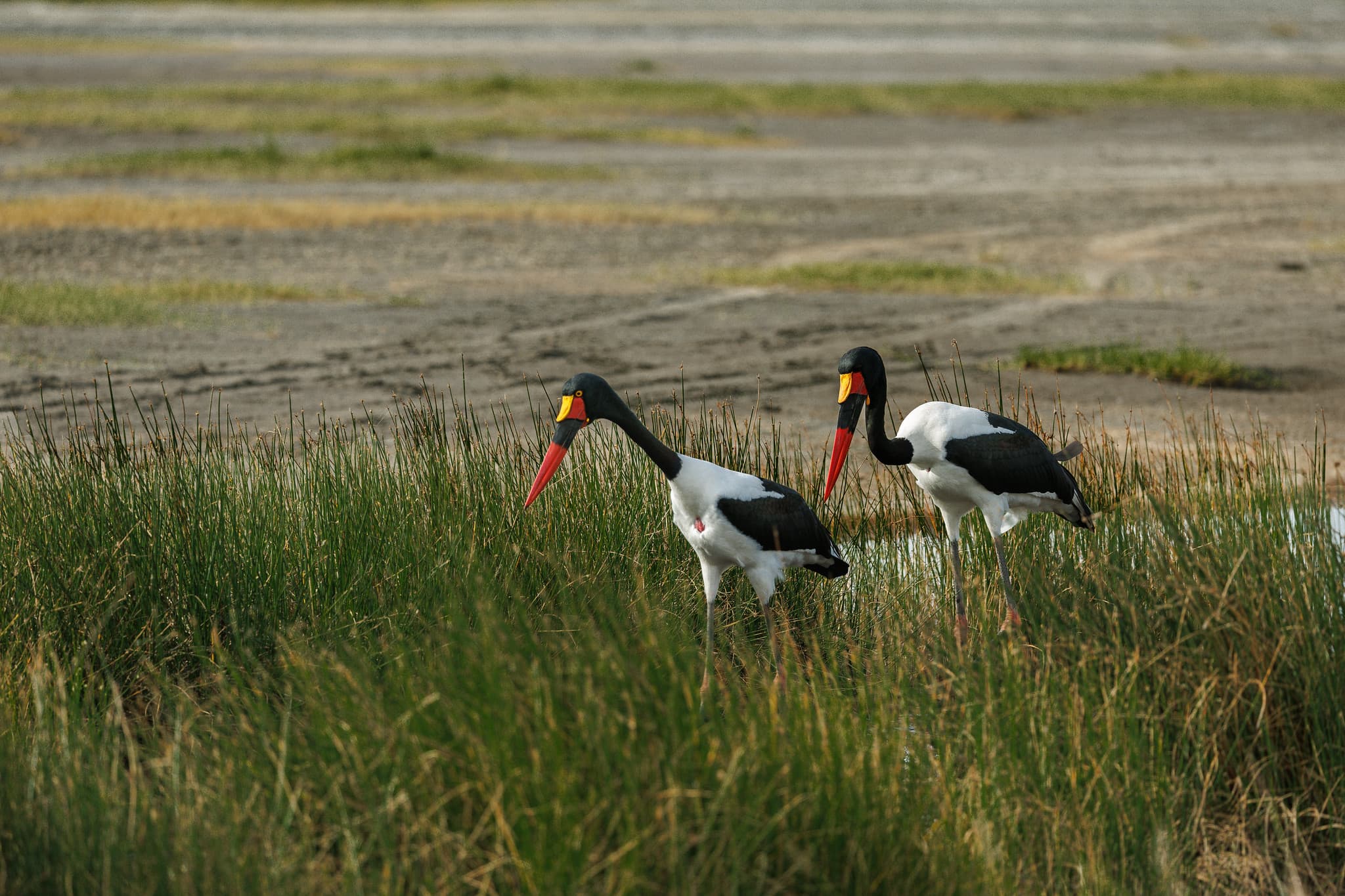 A pair of saddle-billed storks foraging in marshy grassland on the Ngorongoro Crater floor
