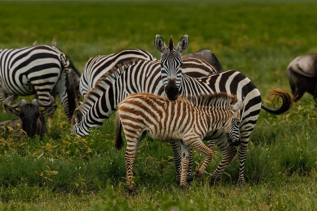 Zebra foal standing protectively close to its mother in a herd on the lush green Ngorongoro Crater floor