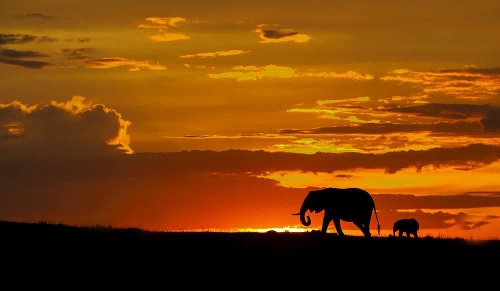 Mother elephant and calf silhouetted against a blazing orange and crimson sunset sky
