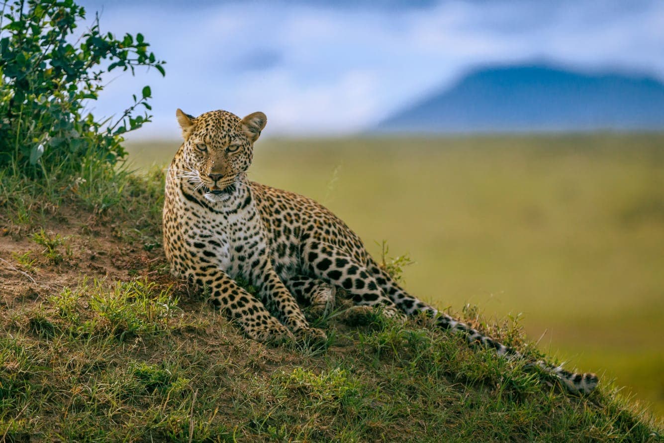 Leopard resting on a grassy bank and looking directly at the camera
