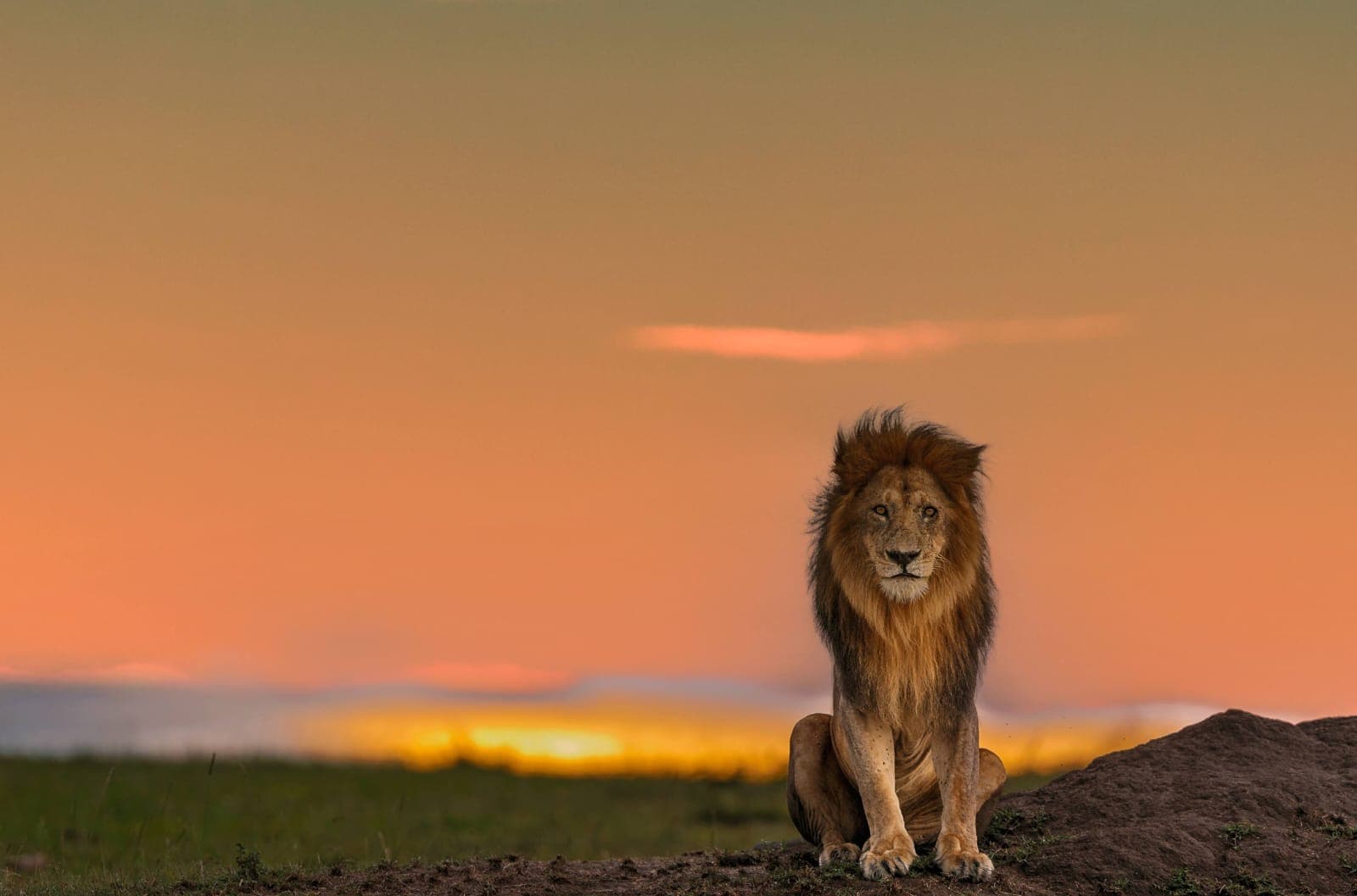 Male lion sitting upright on a rocky mound against a blazing orange sunset sky over the Masai Mara plains