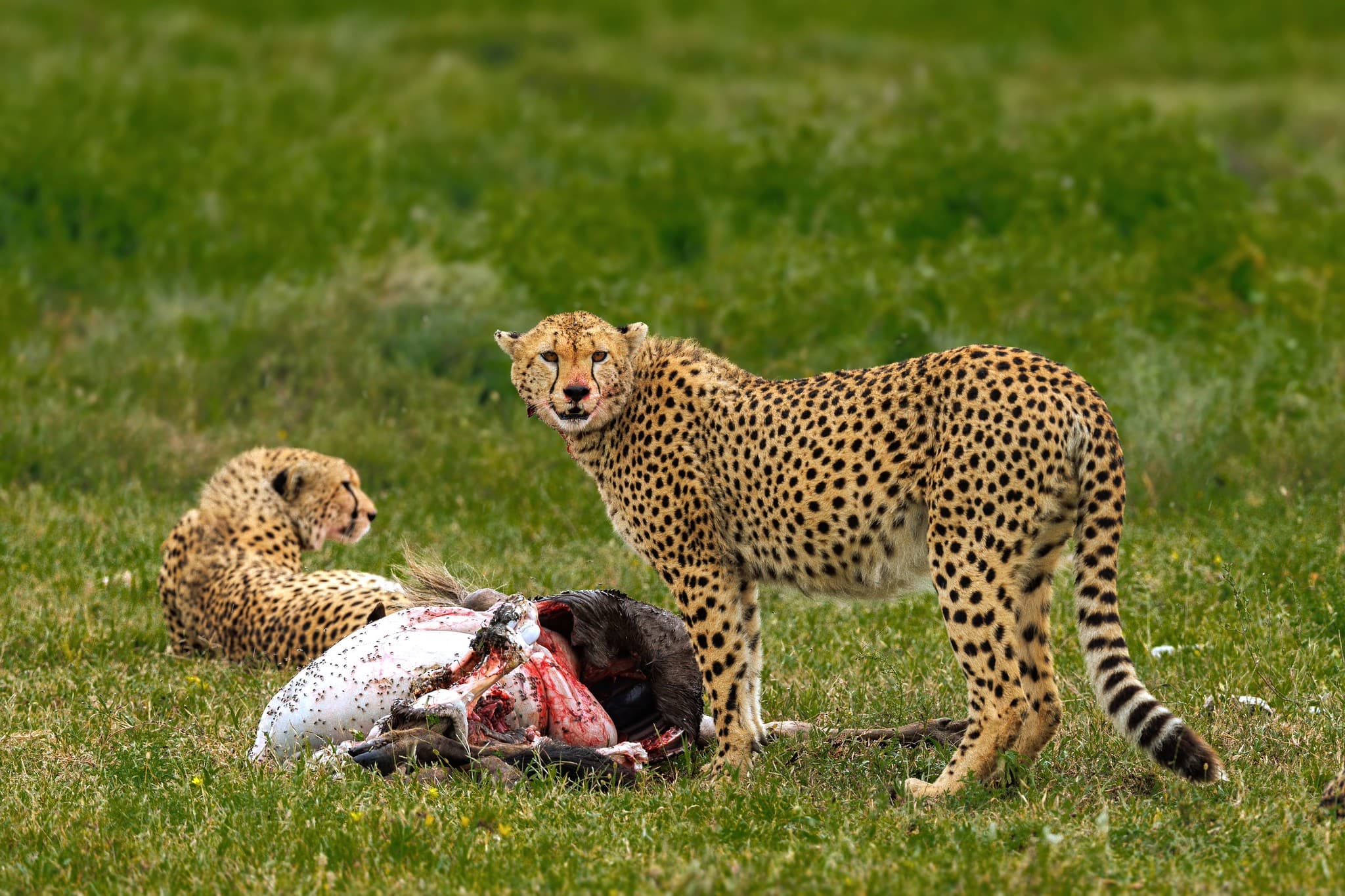 Cheetah on the Serengeti plains, scanning the horizon