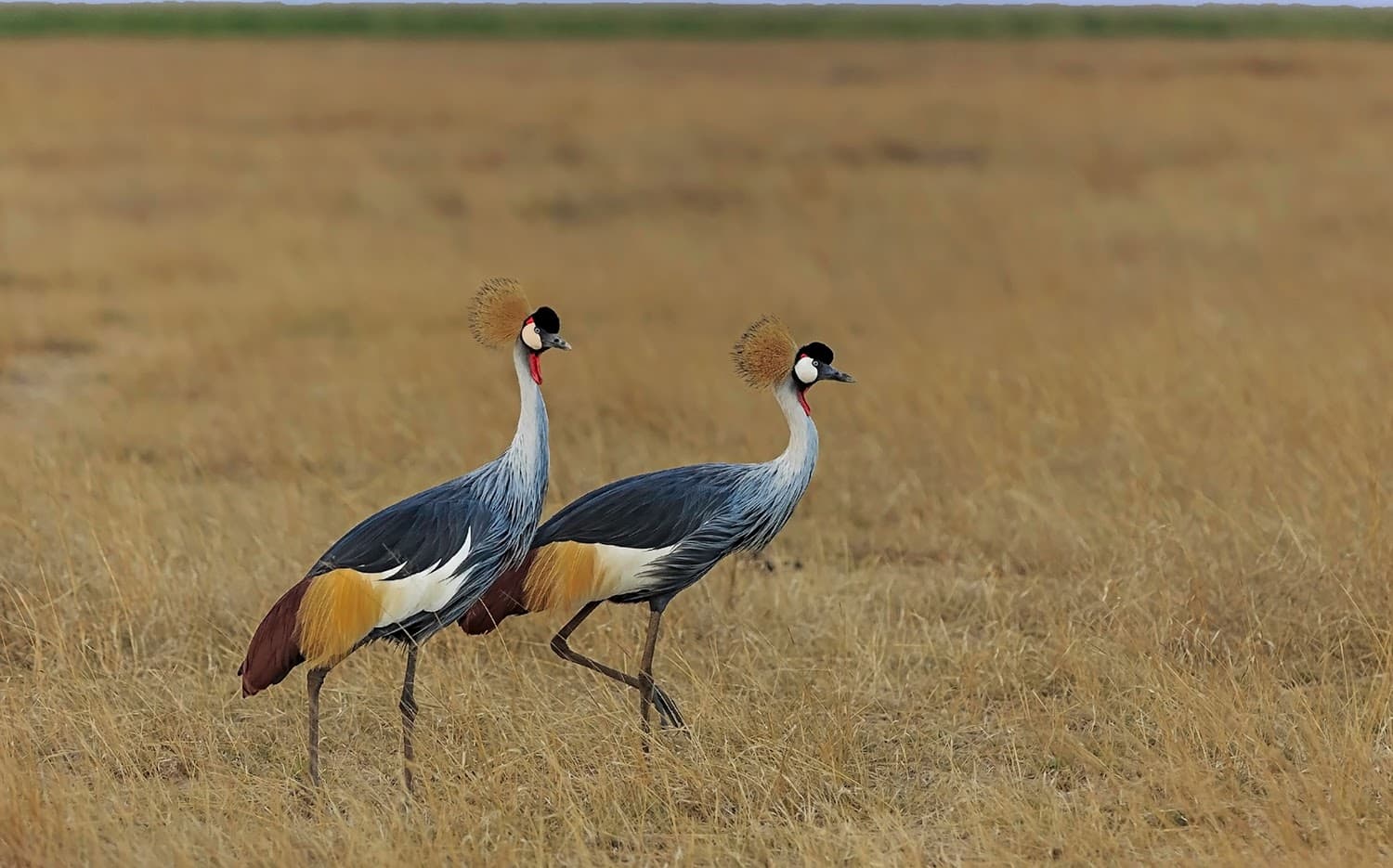 Grey crowned cranes in the Serengeti, Tanzania