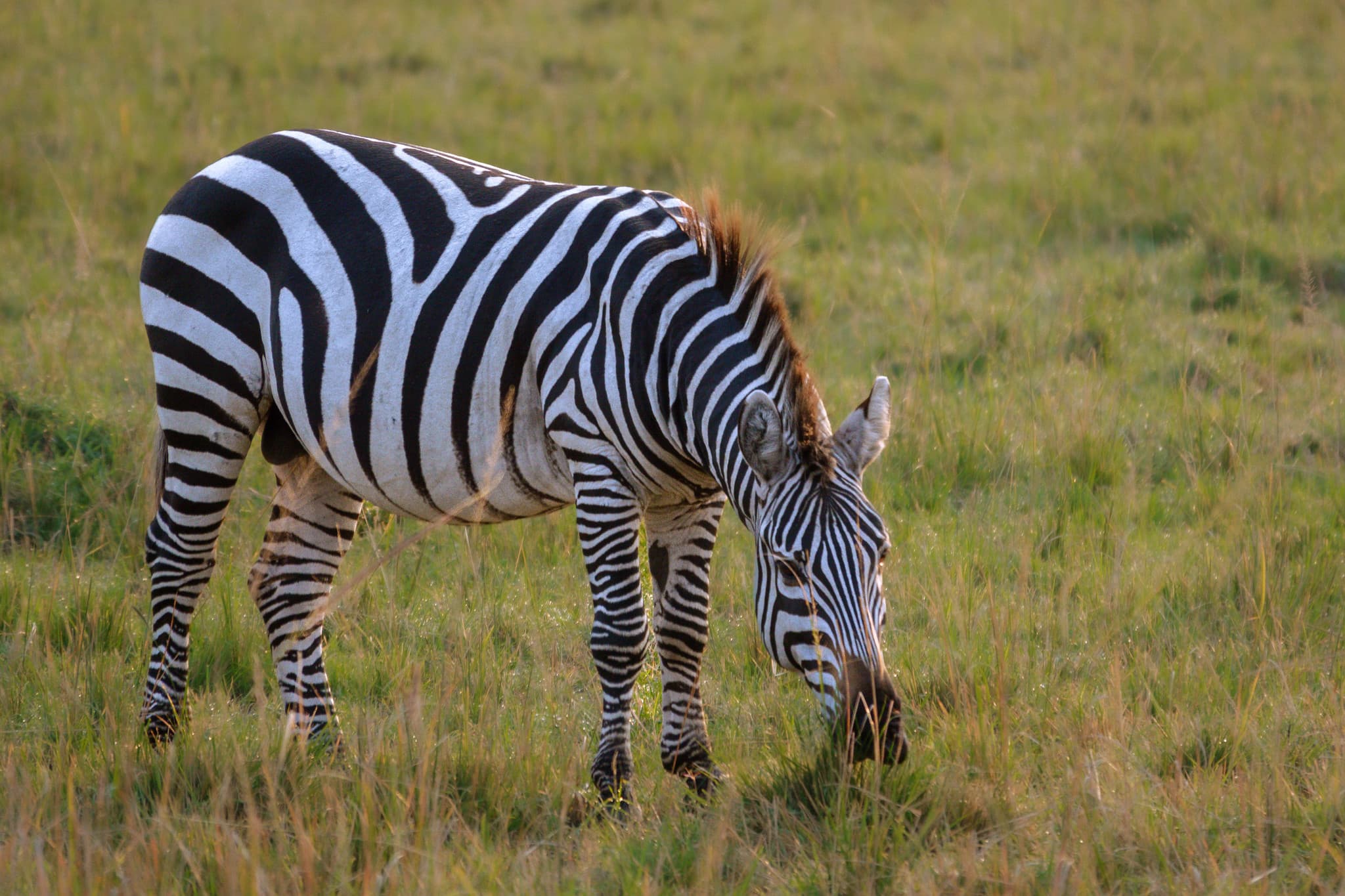 Zebra herd moving across the vast Serengeti plains during migration
