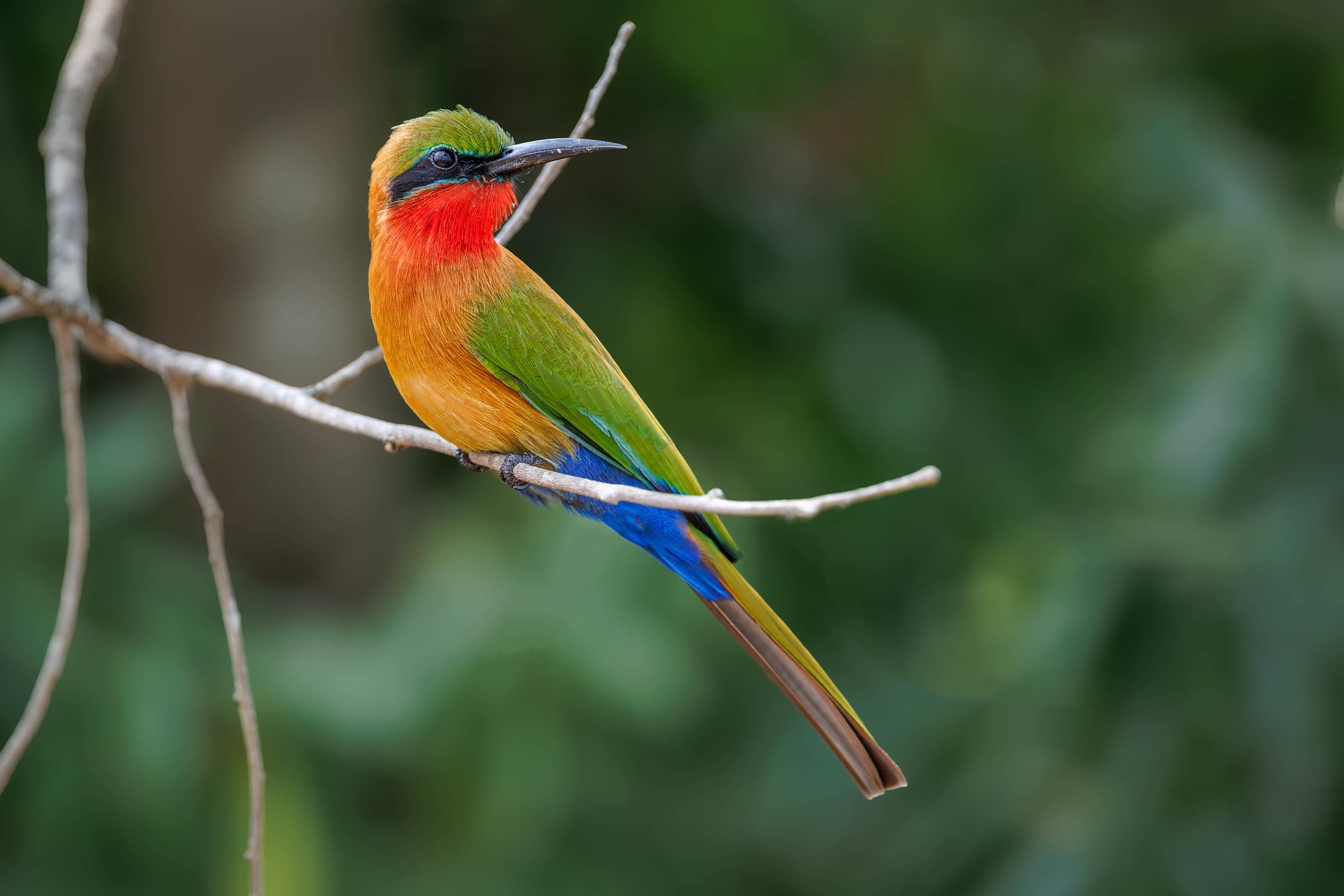 Red-throated bee-eater perched on a branch in Murchison Falls National Park, Uganda. © Nitin Vyas