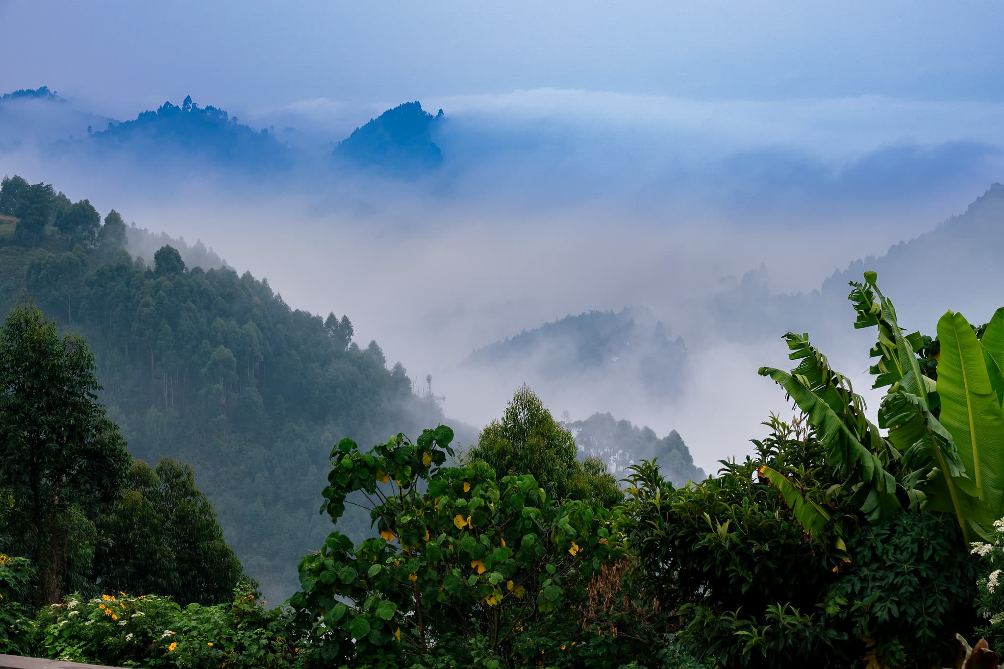 Dense misty canopy of Bwindi Impenetrable Forest, Uganda
