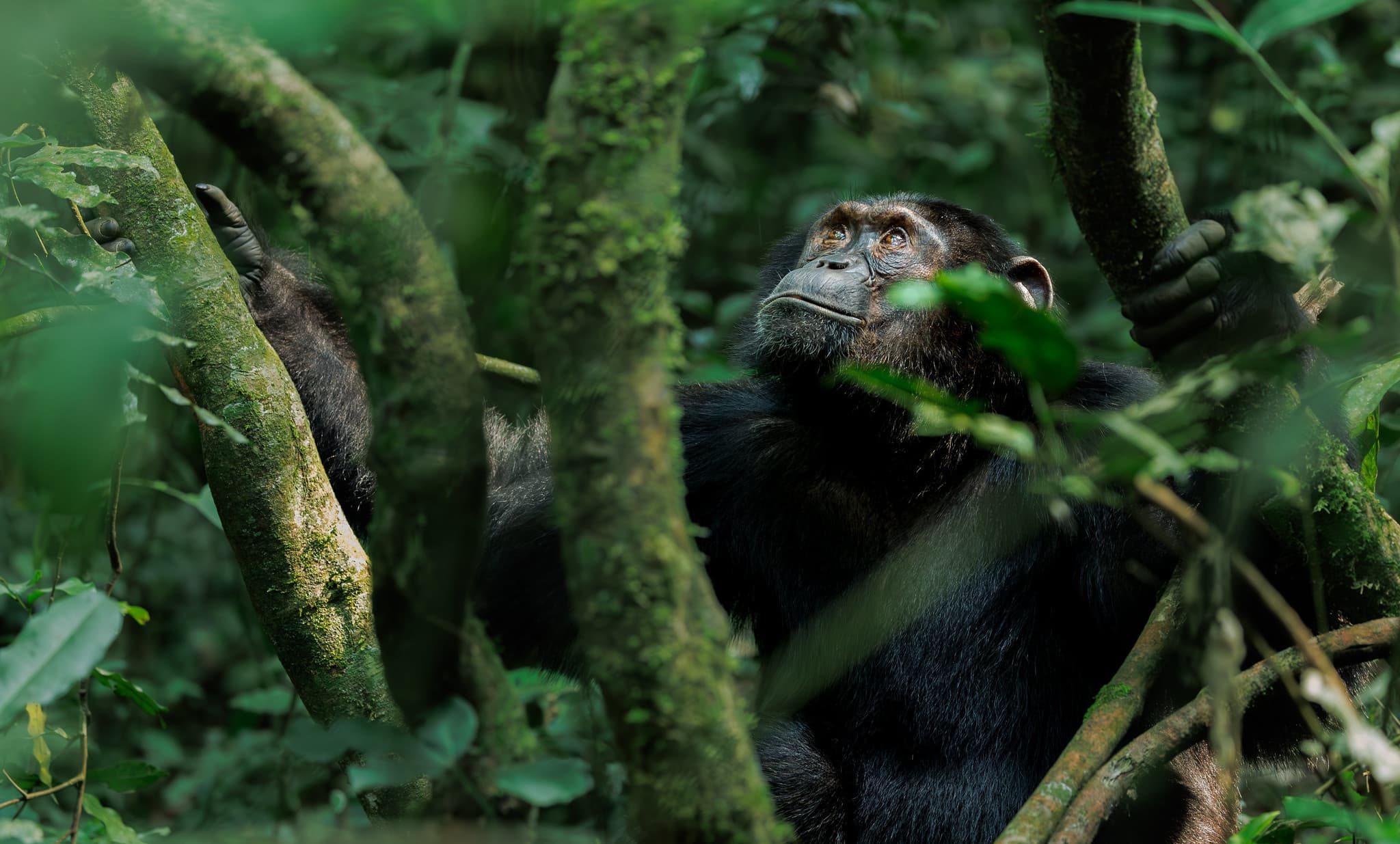 Chimpanzee portrait in Kibale forest, Uganda