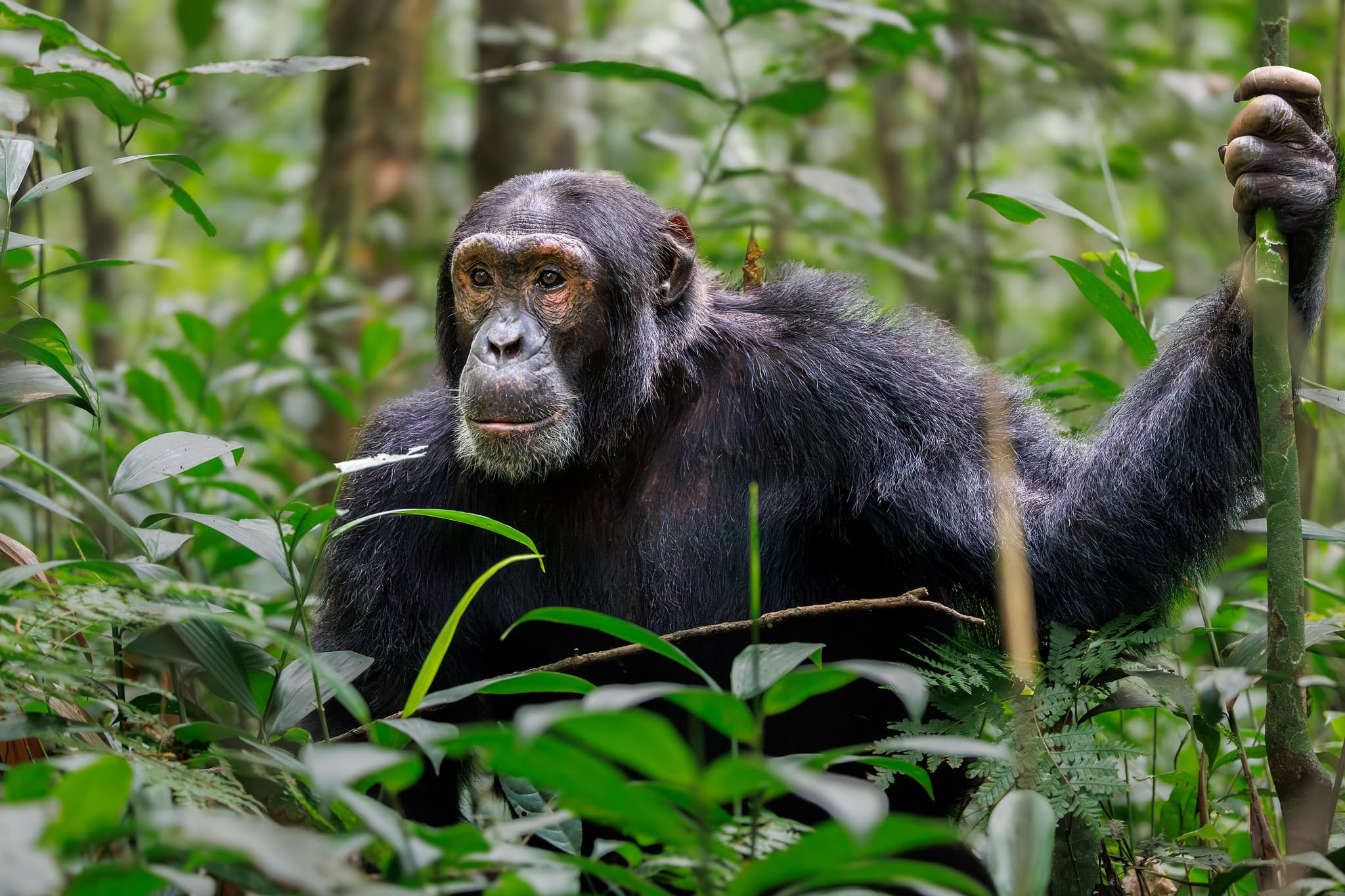 Chimpanzee sitting on a branch in Kibale National Park