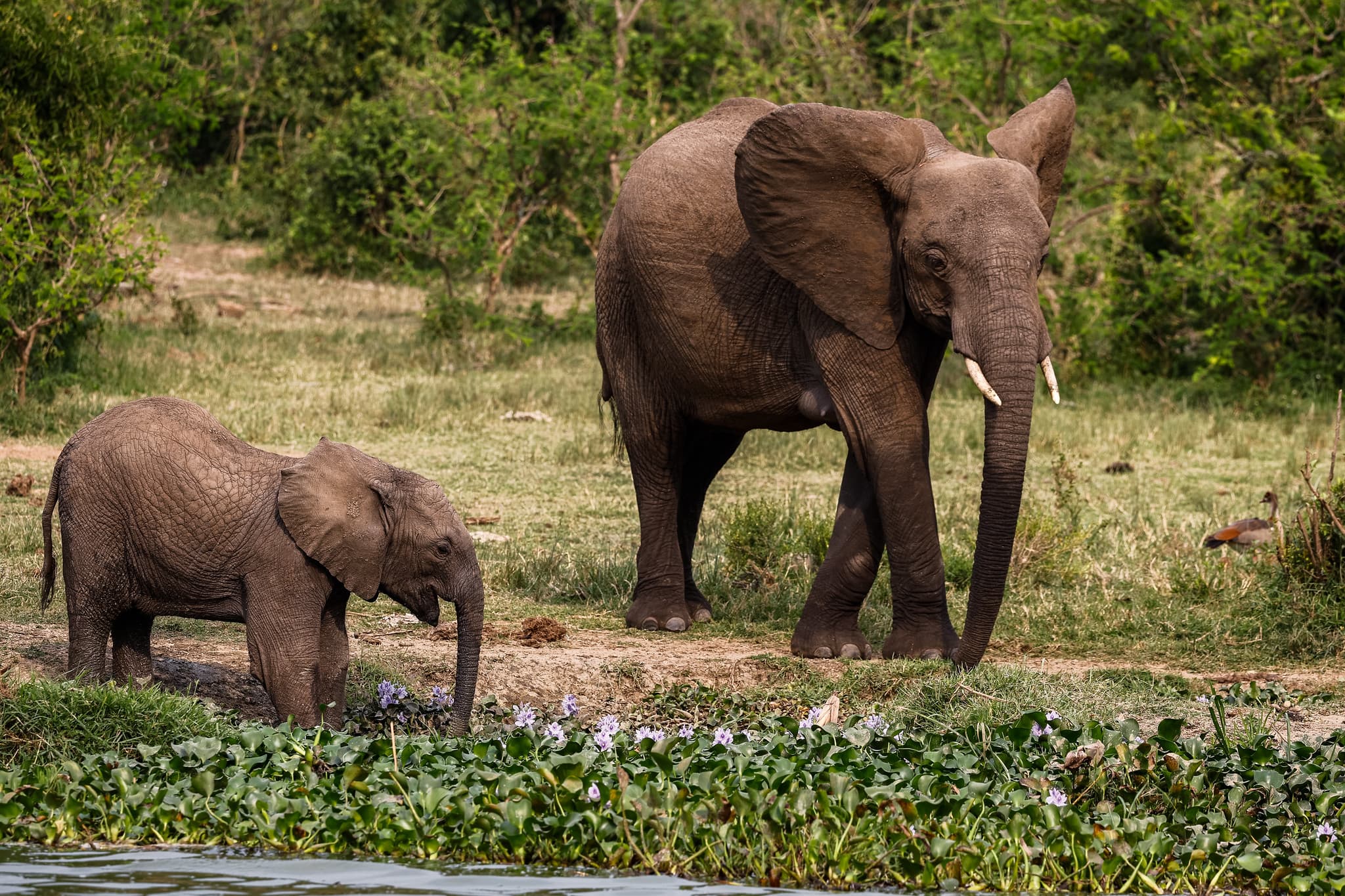 Elephant mother and calf walking through Queen Elizabeth National Park, Uganda