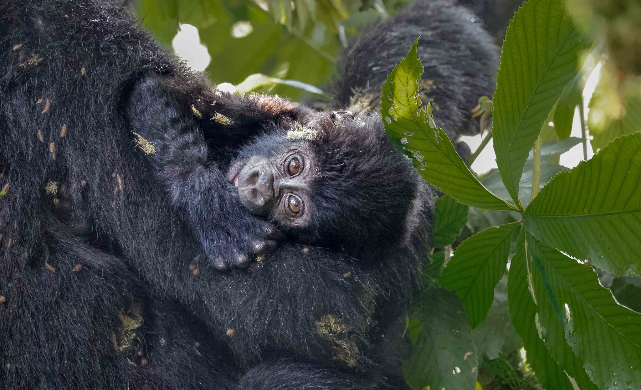 Baby mountain gorilla peering at the camera through foliage in Bwindi Impenetrable Forest, Uganda. © Nitin Vyas