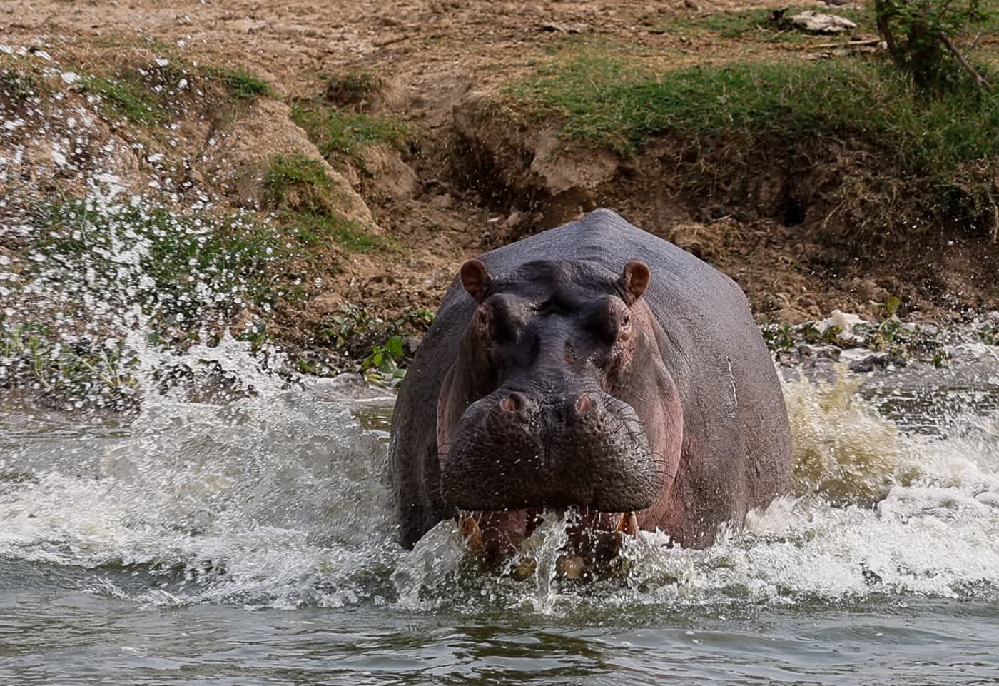 Hippo in the Nile River near Murchison Falls, Uganda