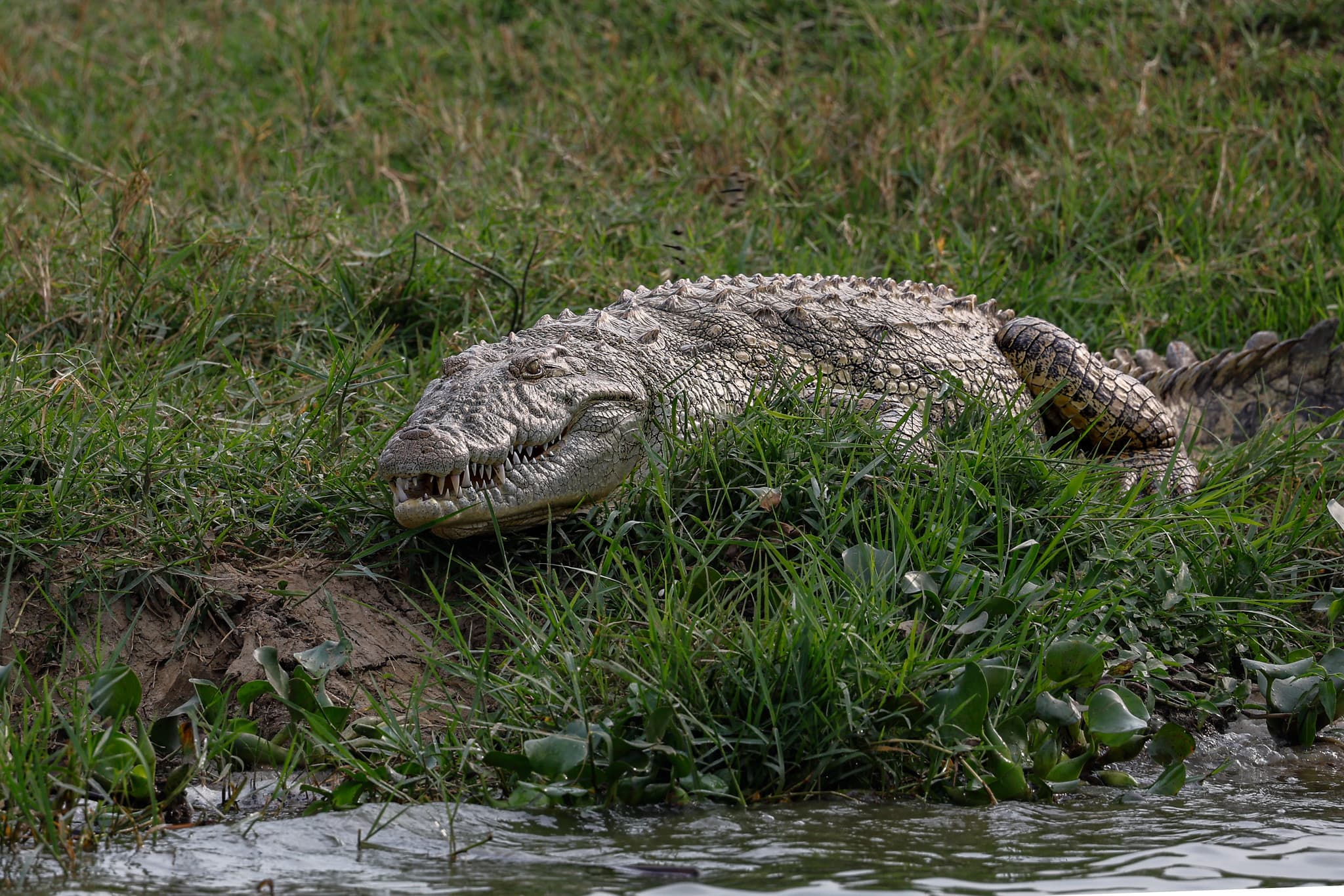 Nile crocodile basking on the riverbank near Murchison Falls
