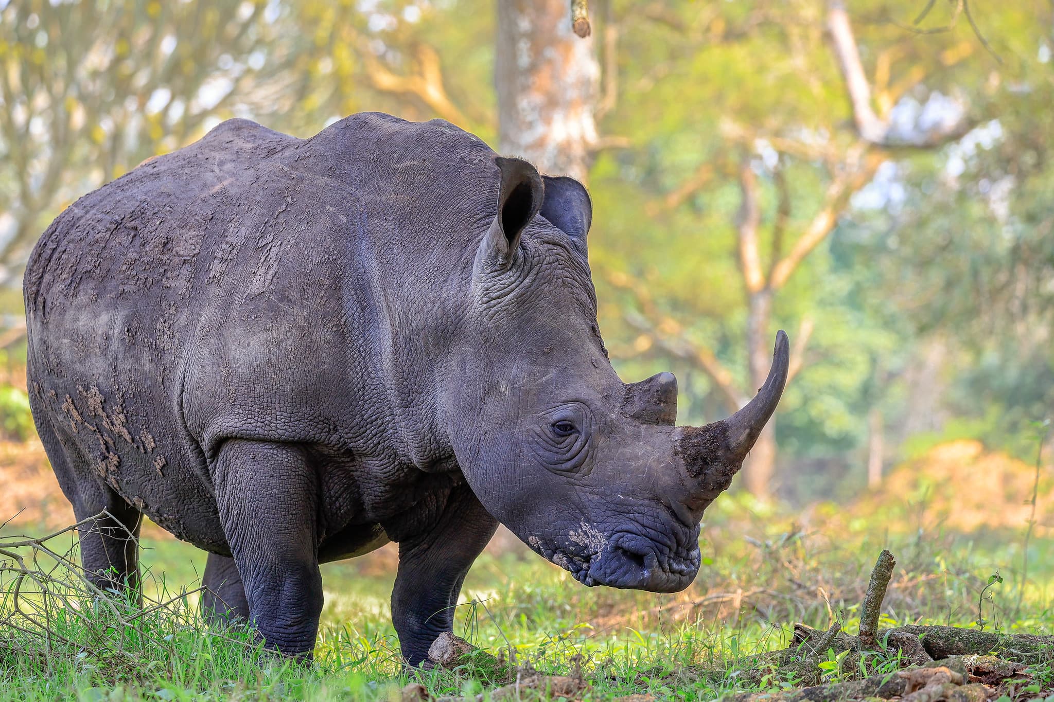 White rhino at Ziwa Rhino Sanctuary, Uganda