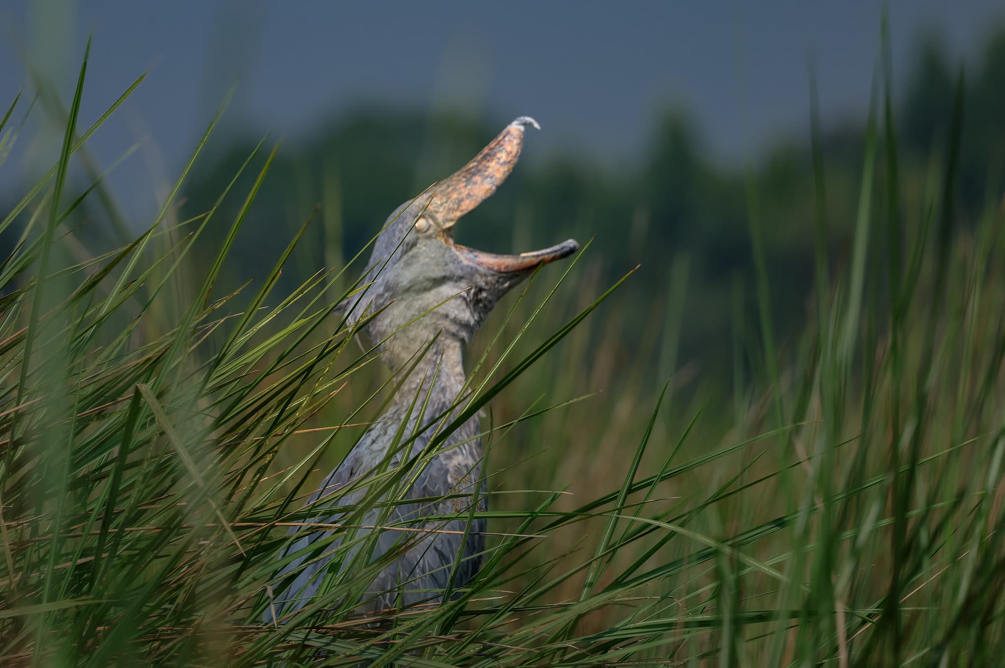 Shoebill stork standing in the wetlands of Lake Victoria, Uganda