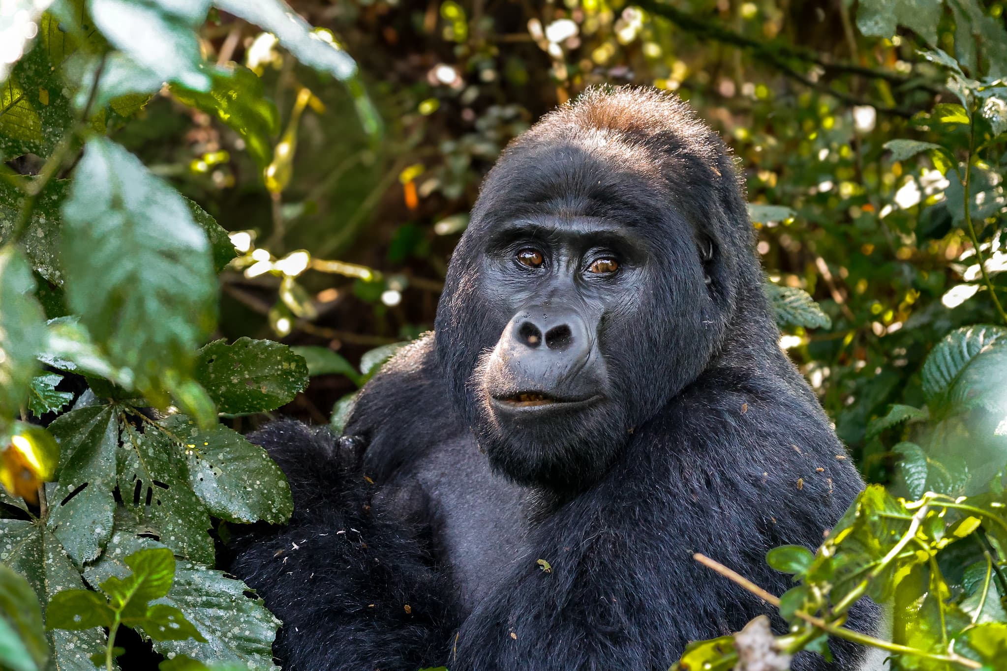 Silverback gorilla seated among dense vegetation in Bwindi