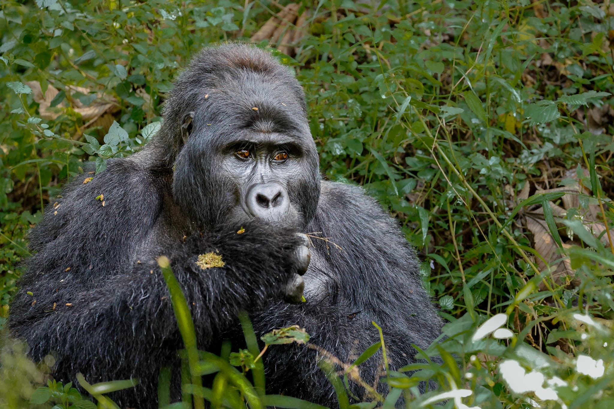 Mountain gorilla silverback, close-up portrait in Bwindi forest
