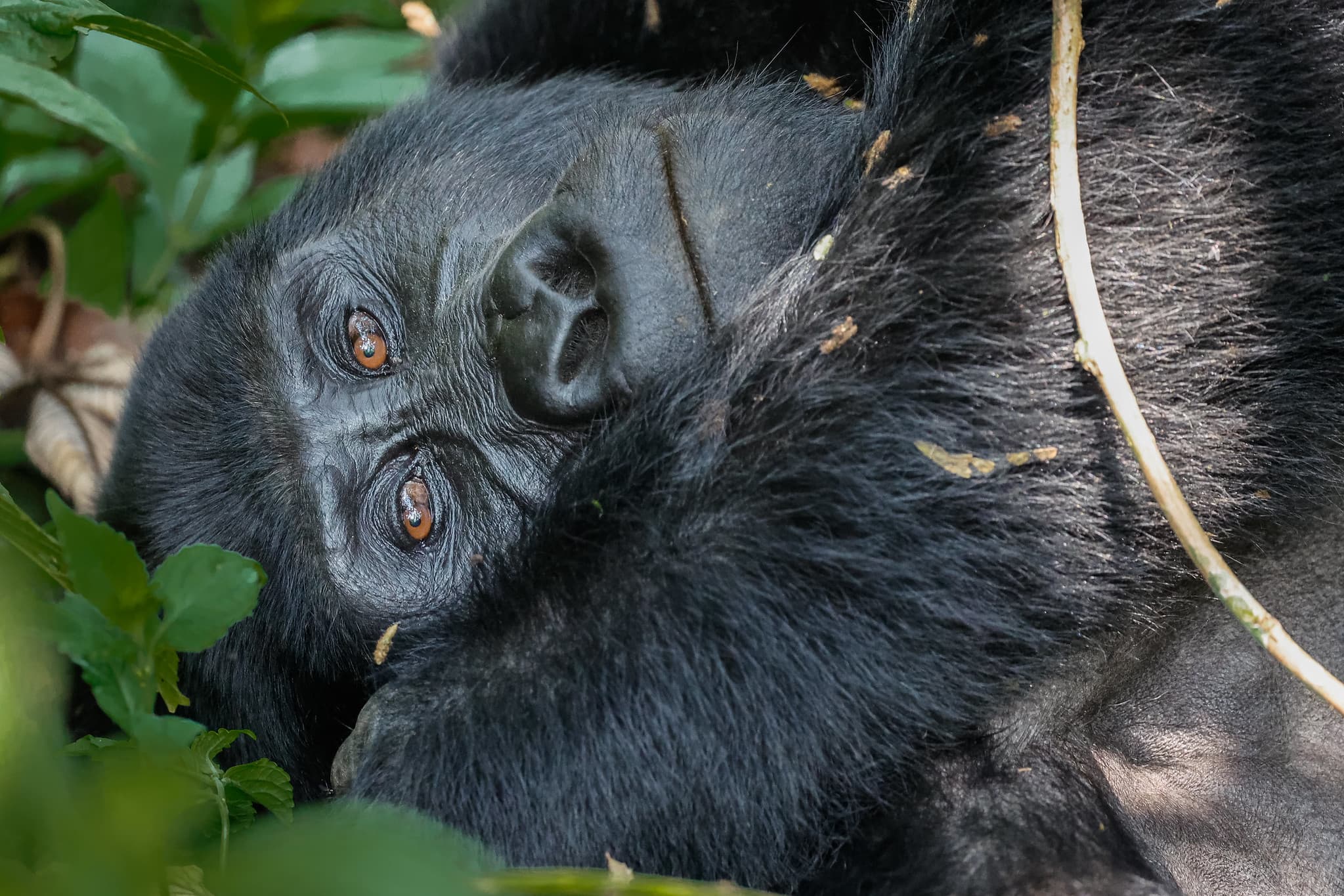 Silverback mountain gorilla portrait in Bwindi forest, Uganda